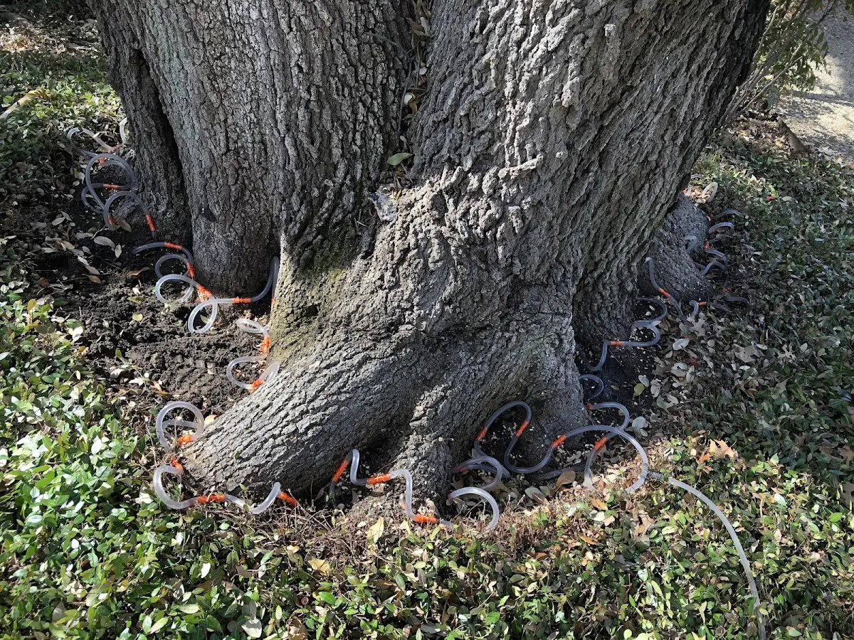 Detailed Tree Cabling and Bracing job site in Imnaha